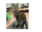 Adopt Hestia a Domestic Short Hair, Tabby