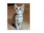 Adopt Christie a Domestic Short Hair, Tabby