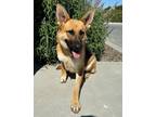 Adopt Electra a German Shepherd Dog