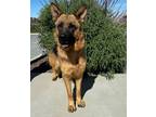 Adopt Mia a German Shepherd Dog