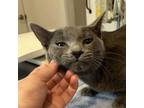 Adopt Remy a Russian Blue, Domestic Short Hair