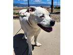 Adopt Jessie a Border Collie, Mixed Breed