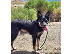 Adopt Jordan a Shepherd
