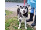 Adopt Snow White a Husky