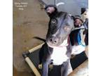 Adopt Ginny a Pit Bull Terrier