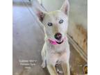 Adopt Quibble a Husky