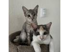 Adopt Breezy (w/ Apple) --Shy but sweet little darling! Adopt $50 a Domestic