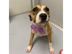 Adopt Lola a Hound, Boxer