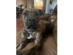 Adopt Almond a Mixed Breed