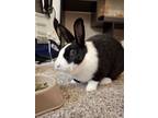 Adopt Snow White a Dutch
