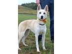 Adopt Touka - Adoptable a Husky, Mixed Breed