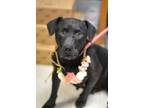 Adopt Neena - Adoptable a Labrador Retriever, Mixed Breed