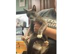 Adopt Momma June - Adoptable a Domestic Short Hair