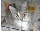 Adopt Kiwi - Adoptable a Domestic Short Hair