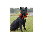 Adopt Marie - Adoptable a Terrier, Mixed Breed