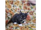 Adopt Jet Blue a Domestic Short Hair, Manx