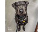 Adopt Lupine a Shar-Pei, Labrador Retriever
