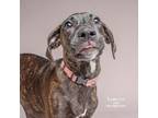 Adopt Loretta a Foxhound