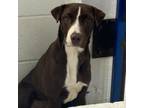 Adopt Hera a Labrador Retriever, Terrier