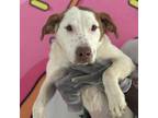 Adopt Pheniox a Labrador Retriever, Terrier