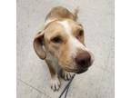 Adopt Medusa a Labrador Retriever, Terrier