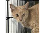 Adopt Lilly Potter a Domestic Short Hair
