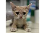 Adopt Molly Weasley a Domestic Short Hair