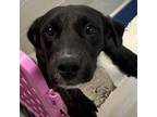 Adopt Cerberus a Labrador Retriever, Terrier