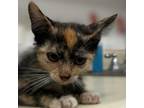 Adopt Ginny Weasley a Domestic Short Hair