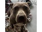 Adopt Willow a Terrier