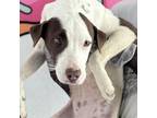 Adopt Sphinx a Labrador Retriever, Terrier