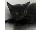 Adopt Katniss a Domestic Medium Hair