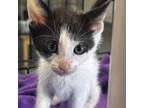 Adopt Vivienne a Domestic Short Hair