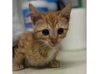 Adopt Hermione Granger a Domestic Short Hair