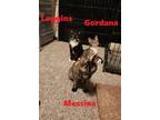 Adopt Messina a Domestic Short Hair