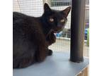 Adopt Monica a Domestic Short Hair