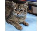 Adopt Jessica a Domestic Long Hair, Maine Coon