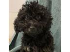 Adopt Posie a Poodle