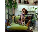 Adopt The Cinnamon Girl a Beagle