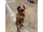 Adopt Harper a Black Mouth Cur
