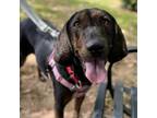 Adopt Jojo a Mixed Breed