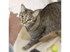 Adopt Bailey a Domestic Short Hair