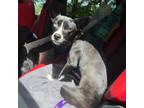 Adopt Coko a Shepherd, Husky