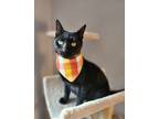 Adopt Saint Mary a Domestic Short Hair