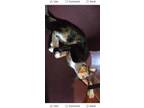 Adopt Lilith a Domestic Short Hair