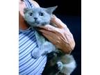 Adopt Luna Lee a Domestic Short Hair