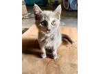 Adopt Mable a Domestic Short Hair