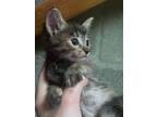 Adopt Hallie a Domestic Short Hair