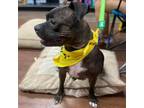 Adopt Penelope a Boxer, Mixed Breed
