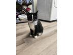 Adopt Dinah a Domestic Short Hair